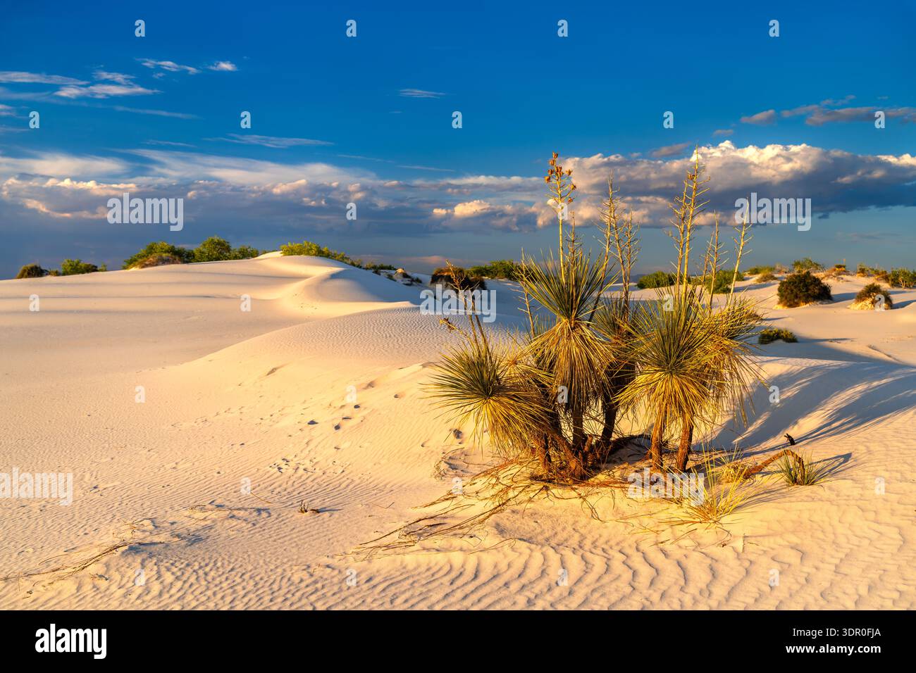 White Sands National Park nel New Mexico. Il paesaggio panoramico presenta una pianta di Yucca Soaptree che cresce su dune di sabbia di gesso ondulato sotto un cielo blu al tramonto Foto Stock