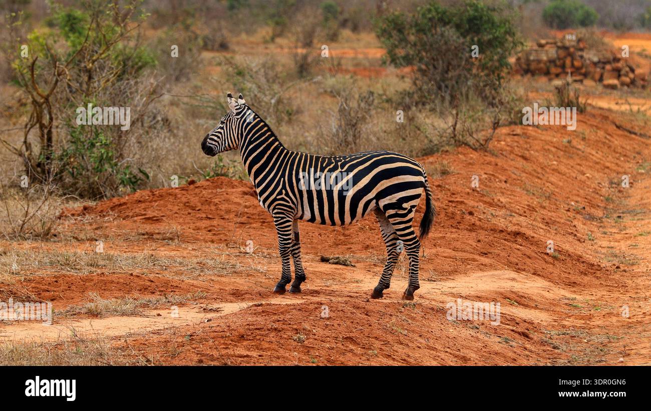 Zebra in piedi su un sentiero sterrato rosso in un paesaggio asciutto di savana in Africa. Foto Stock