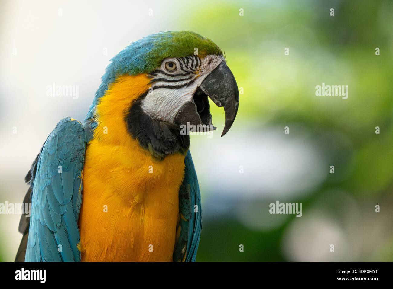 il blu vibrante e l'oro dell'ara sono arroccati su un albero nella giungla e vengono ritratti da vicino in una giornata di sole Foto Stock