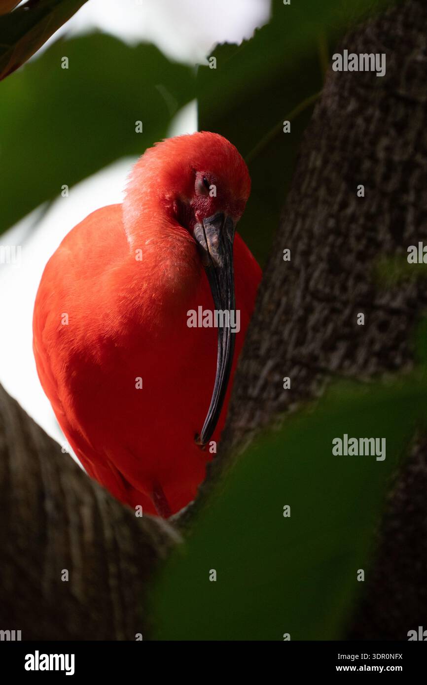 il vibrante ibis scarlatto si avvicina da vicino mentre è arroccato su un arto d'albero in alto nella giungla tropicale Foto Stock