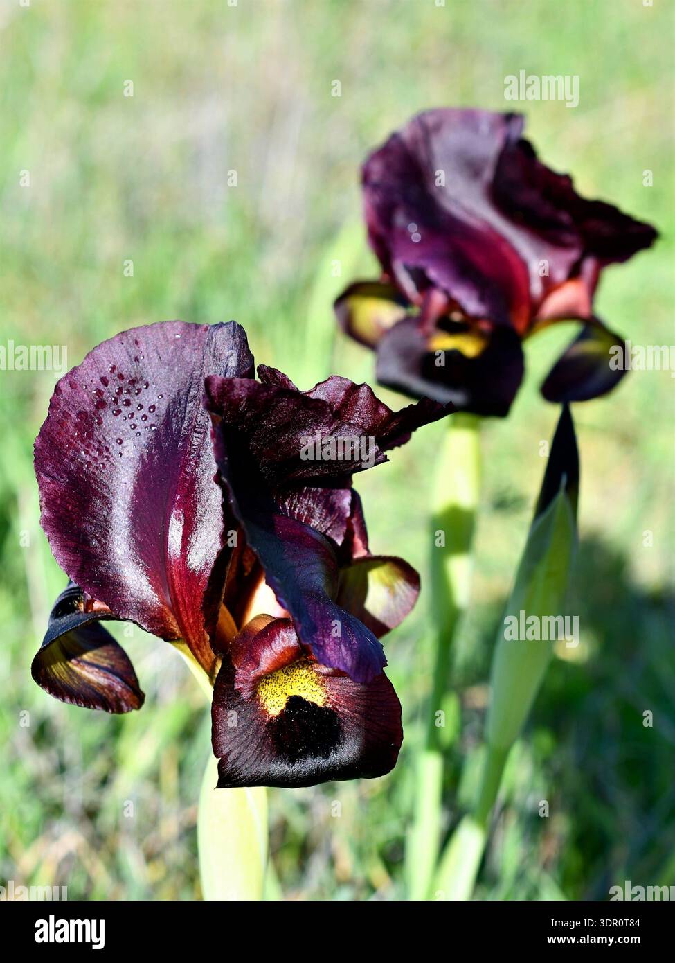 Iris viola argamano, Irises atropurpurea, su un prato verde. Immagine verticale. Perfetto per la carta da parati Foto Stock