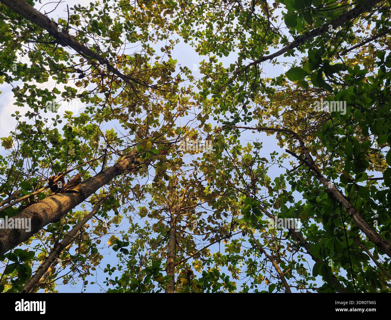 Una visuale dall'angolo basso cattura la fitta tettoia di alberi, caratterizzata da un mix di foglie verdi e gialle dorate che si avvicinano a un cielo blu cristallino. Questa perspec Foto Stock
