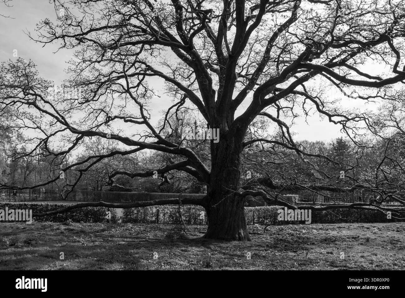 Paesaggio forestale sul Veluwe in tje Paesi Bassi Foto Stock
