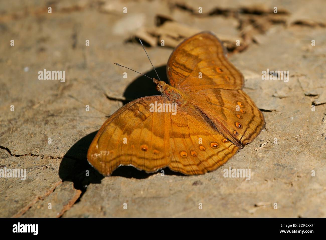 Pansy al cioccolato Sulawesi (Junonia intermedia) che poggia sul pavimento della foresta, Indonesia, ali marroni con punti oculari, motivo mimetico, macro farfalla in na Foto Stock
