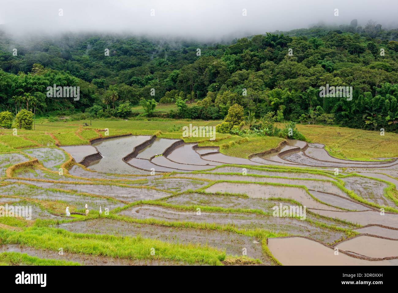 Terrazze di riso sull'isola di Flores, Indonesia, risaie allagate per la coltivazione di Oryza sativa, agricoltura tropicale tradizionale, sistema di irrigazione, la rurale Foto Stock