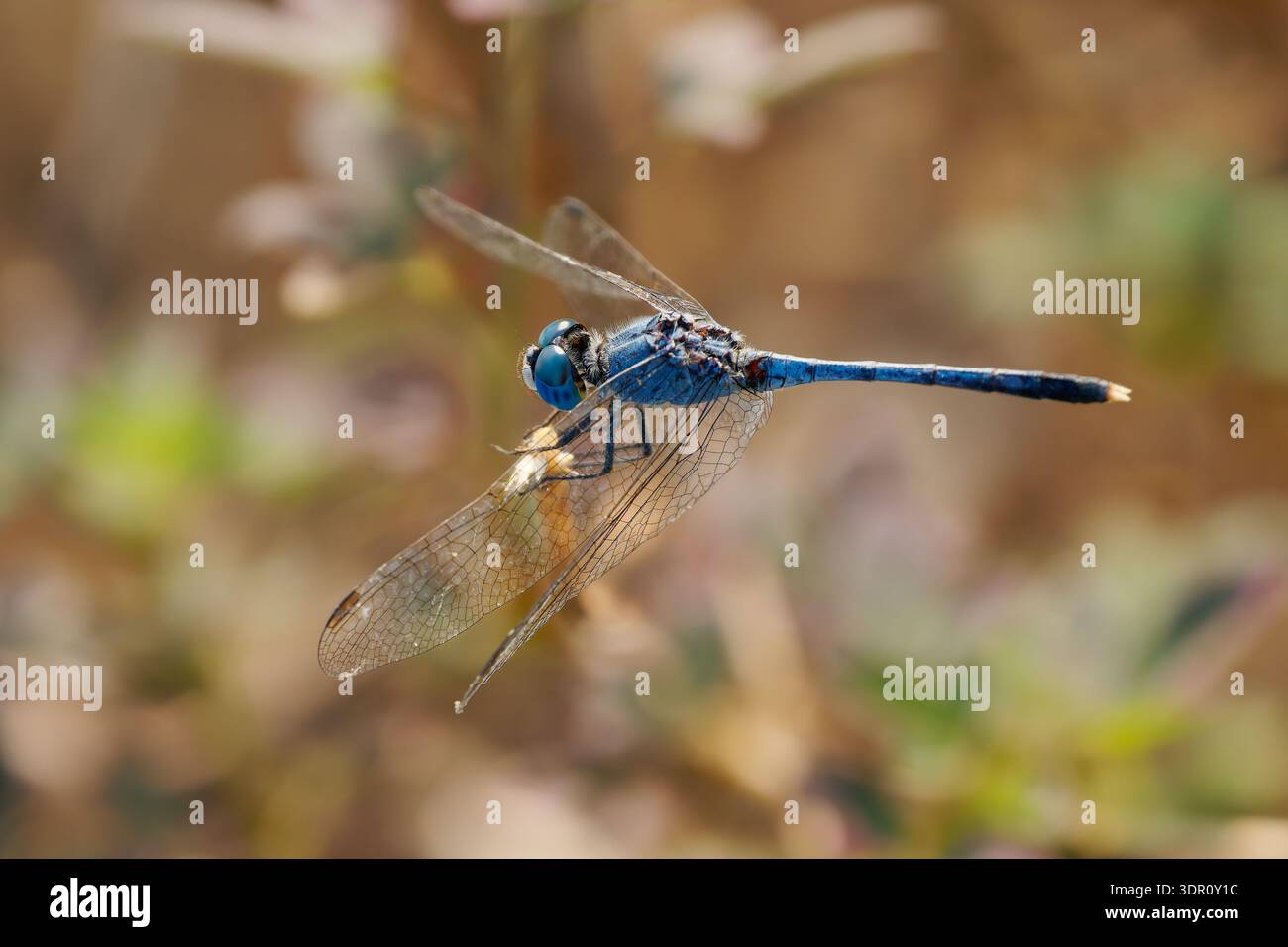 Dragonfly gessosa (Diplacodes trivialis) appollaiata su ramoscelli, corpo blu, ali trasparenti e occhi composti visibili, vista macro del predatore aereo Foto Stock