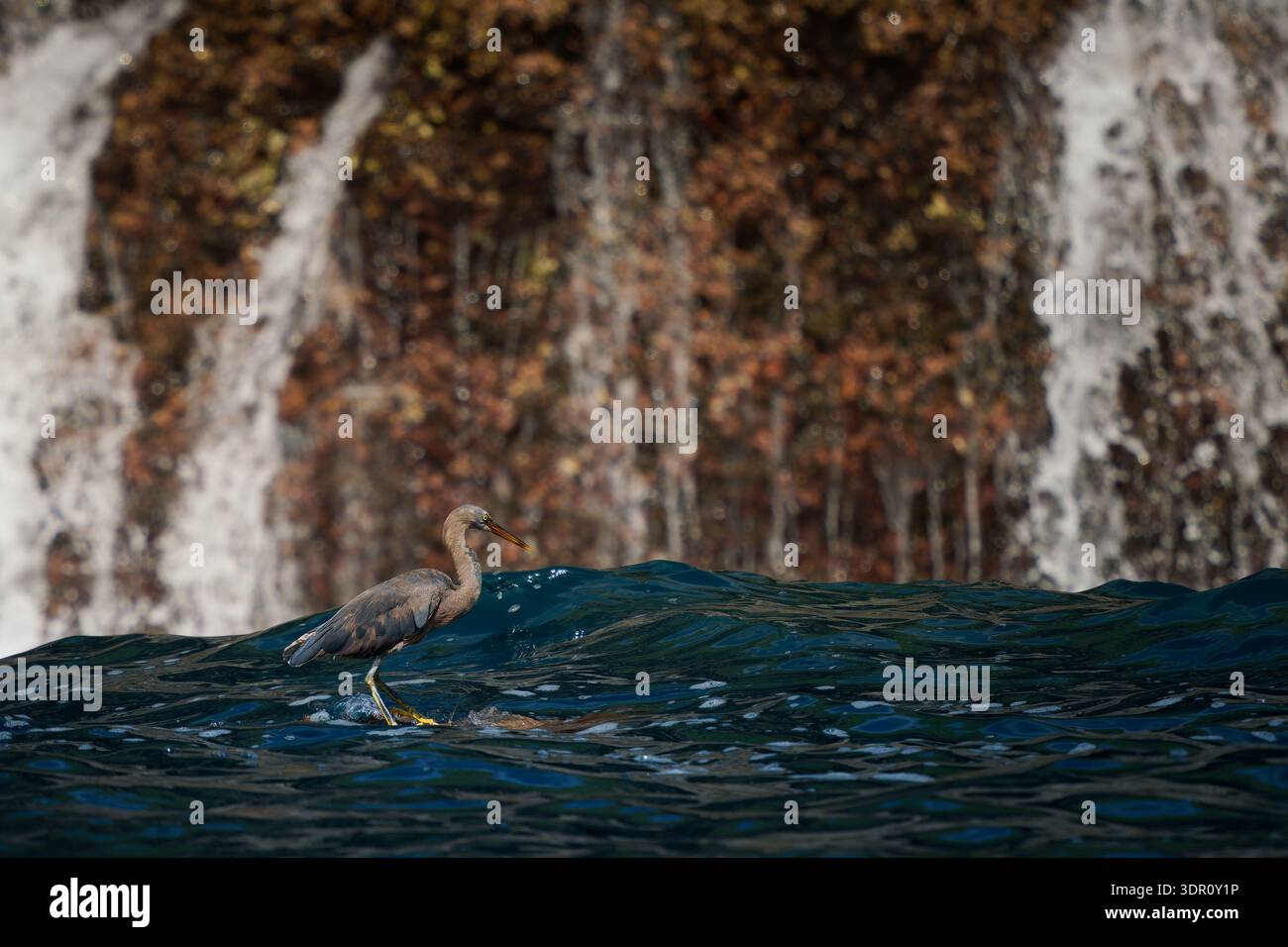 Aironi della barriera corallina del Pacifico (Egretta sacra) sulla roccia costiera, uccello morph scuro con surf e onde alle spalle, caccia a prede intertidali, spettacolare caletta marina Foto Stock