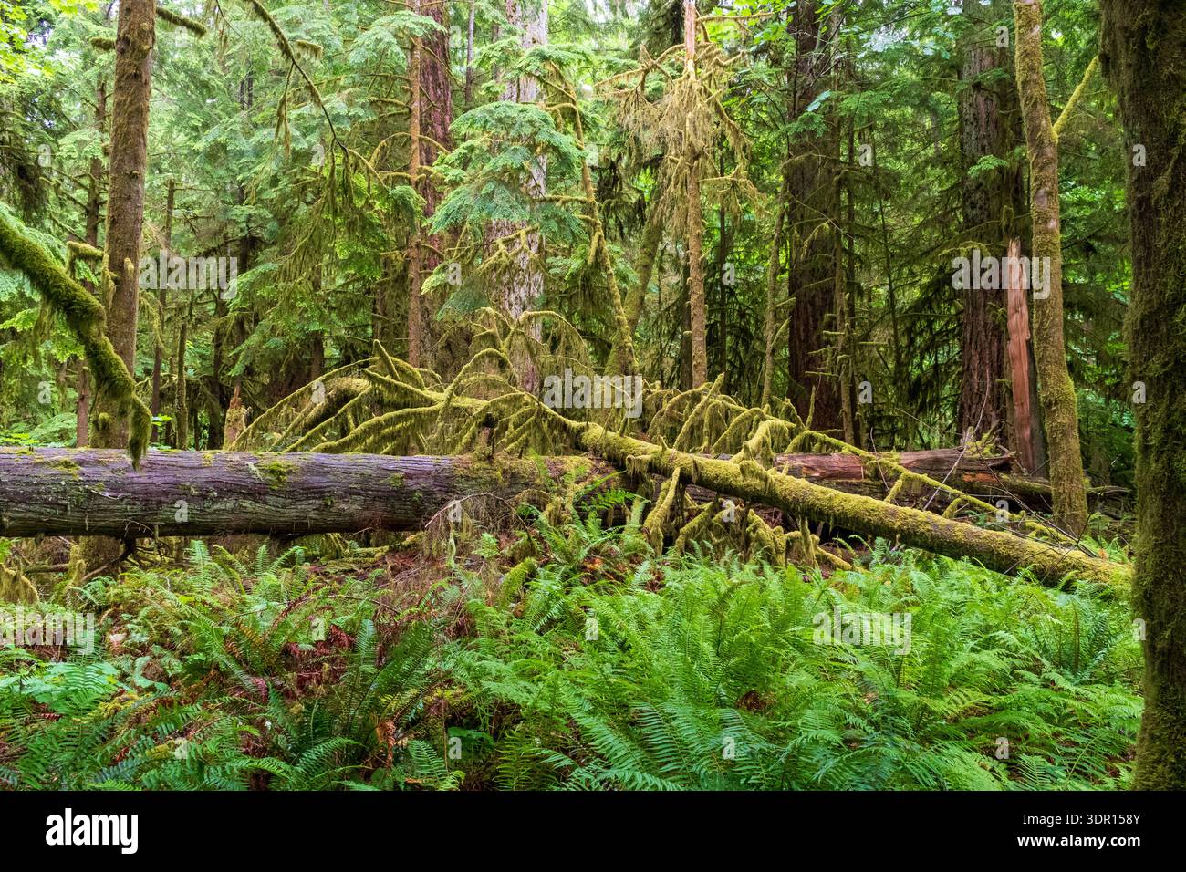 Una ricca e temperata foresta pluviale nel Cathedral Grove dell'Isola di Vancouver, con spesse felci e alberi drappeggiati di muschio. Foto Stock