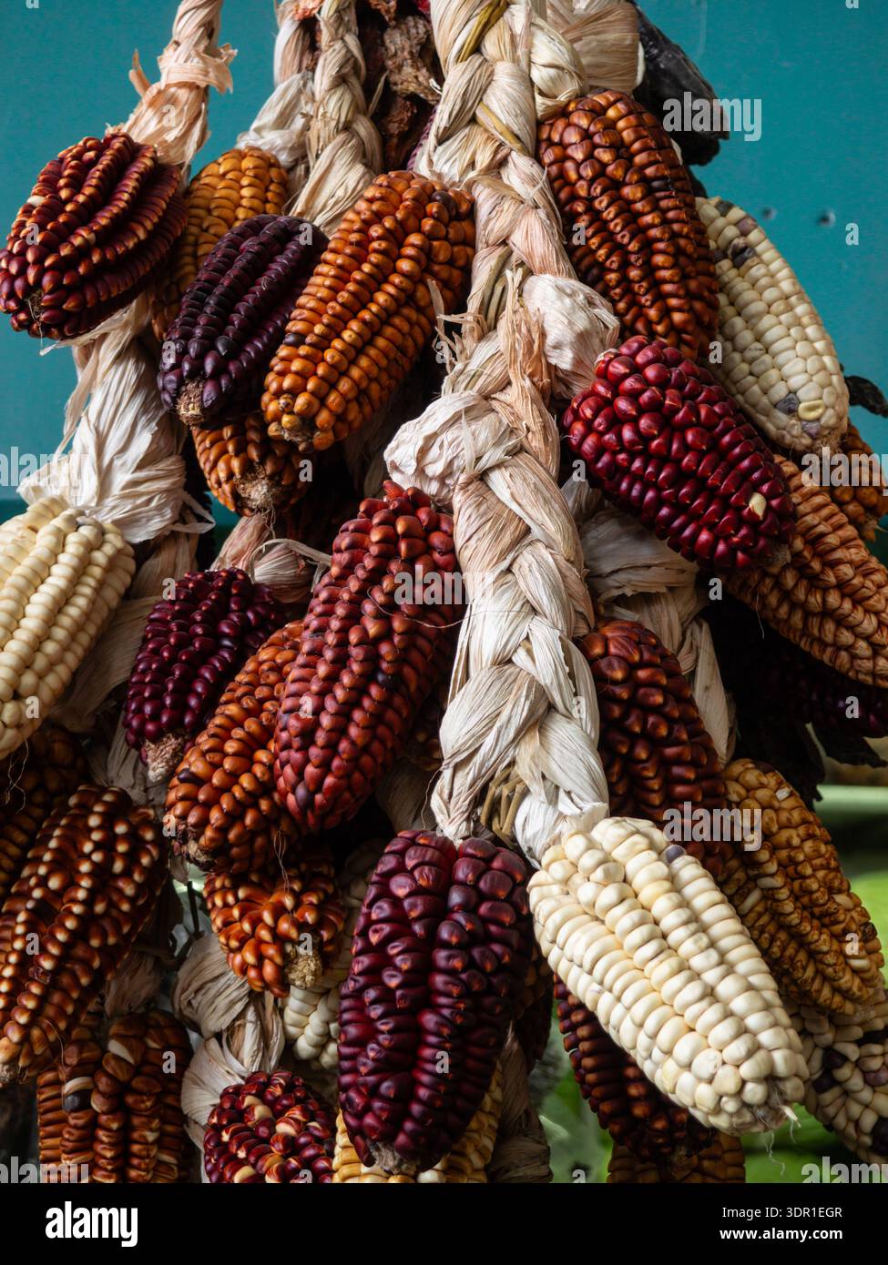 Mais: Esposizione decorativa di mais ornamentale essiccato. Con rossi profondi, viola, marroni, arance, marroni, gialli e bianchi bianchi bianchi intrecciati insieme. Foto Stock