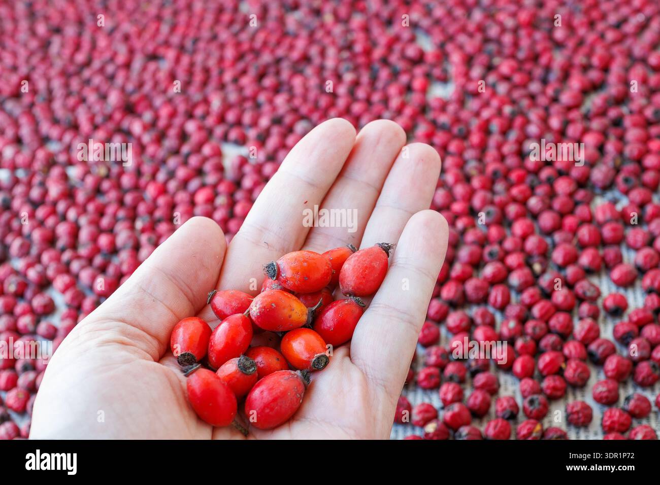 Primo piano di una mano che tiene le bacche di rosehip rosse mature con più frutti sullo sfondo, simboleggiando il raccolto, la medicina a base di erbe e la nutrizione naturale. Foto Stock