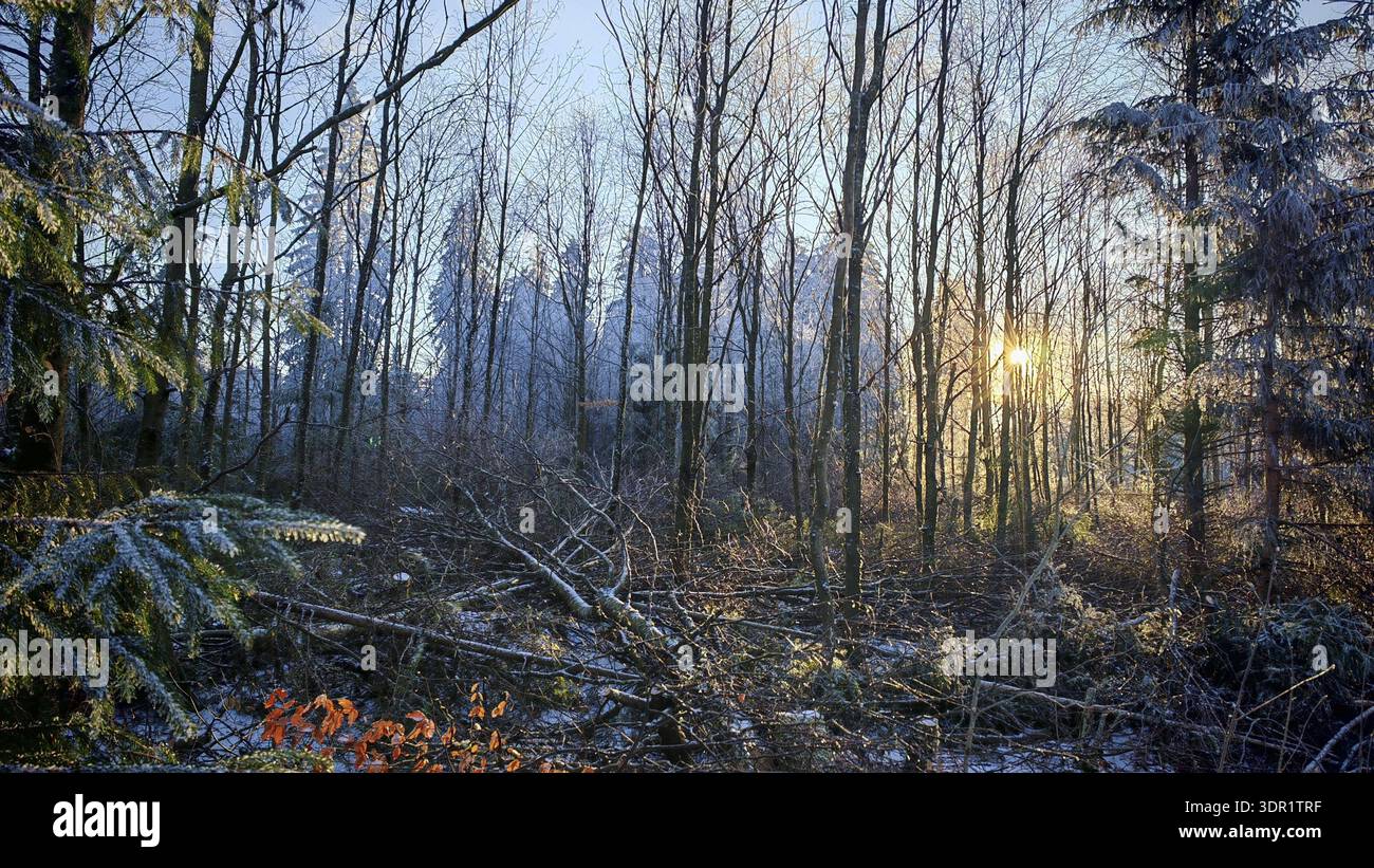 Giornata fredda nella foresta, la luce del sole si irrompe tra i rami ghiacciati e illumina il fondo innevato della foresta, escursioni invernali nella foresta di Rennsteig, Turingia Foto Stock