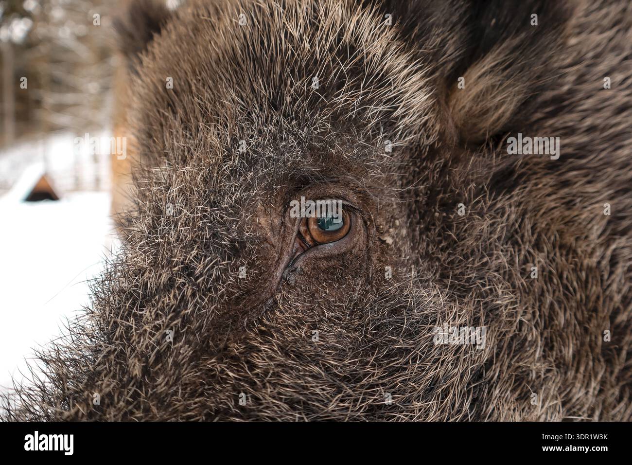 Primo piano dell'occhio e della pelliccia di un cinghiale, con texture dettagliate Foto Stock