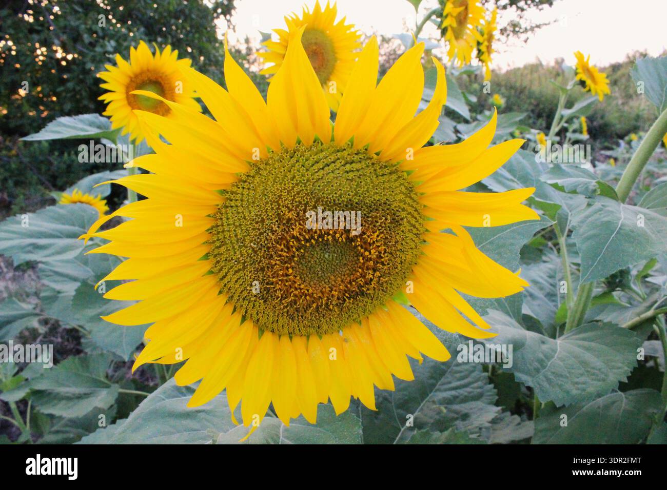 Vista frontale simmetrica di un grande girasole vibrante in piena fioritura. Foto Stock