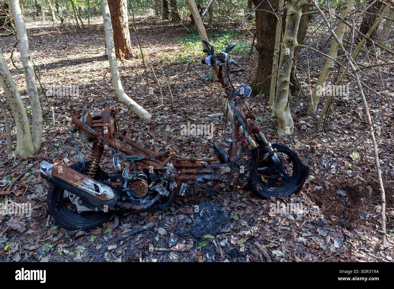 rubati bruciati ciclomotori abbandonati nel bosco Foto Stock