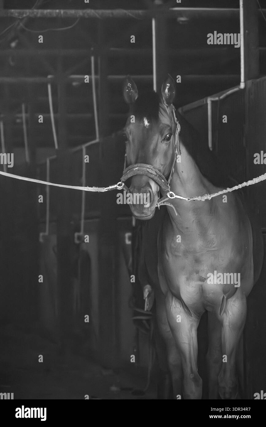 Cavallo da corsa in piedi legato in una corsia stalla fioca, con cravatte e cravatte, ritratto equestre in bianco e nero Foto Stock