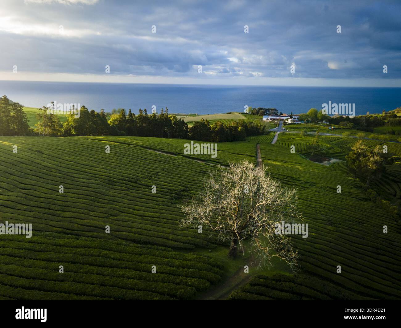 Vista aerea delle vivaci piantagioni di tè verde incontra l'oceano blu sotto un cielo di nuvole mutevoli, Maia, Azzorre, Portogallo. Foto Stock