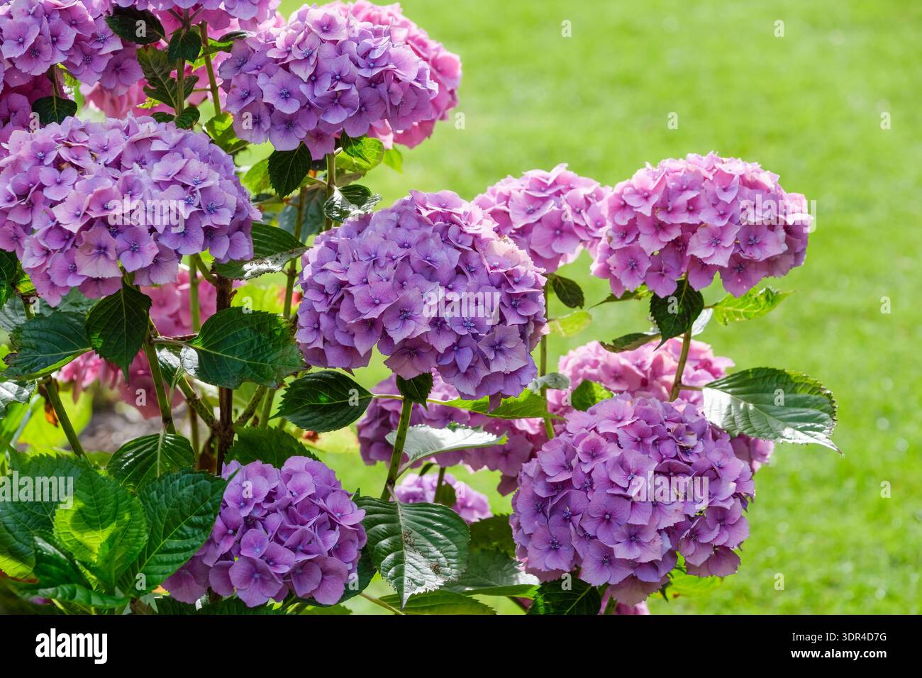 Hydrangea macrophylla Hamburg, Hydrangea macrophylla Raham, teste di fiori arrotondate, fiori viola-blu a seconda del pH del suolo Foto Stock