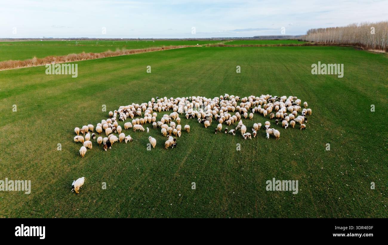 Vista aerea delle pecore che pascolano su un vasto e vivace campo verde sotto un cielo sereno, una tranquilla scena di vita rurale, Sremska Mitrovica, Vojvodina, Serbia. Foto Stock