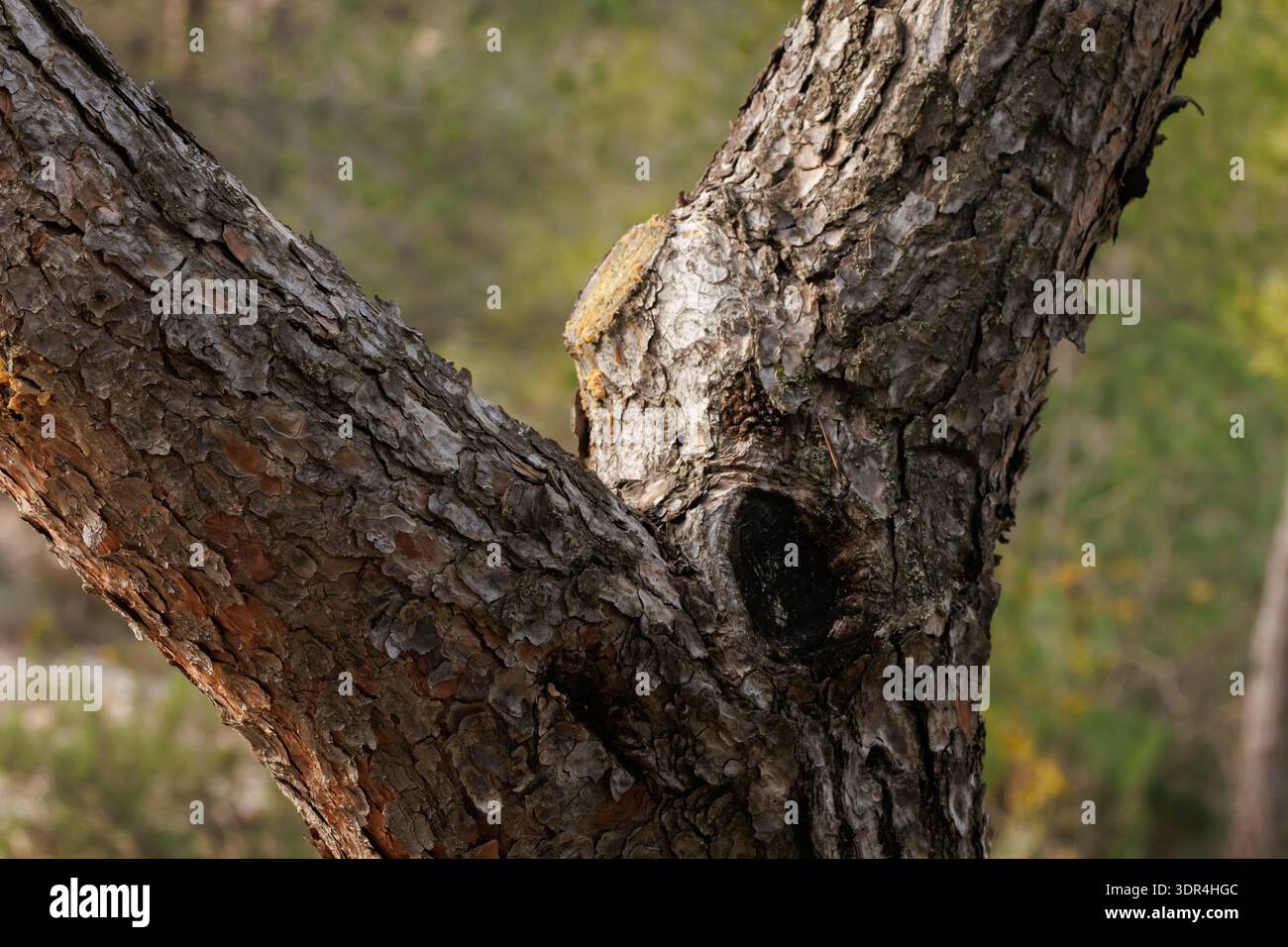 Dettaglio di un tronco di pino nella Sierra de Mariola, Alcoy, Spagna Foto Stock