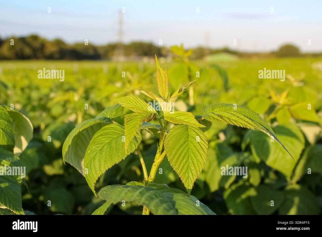 Un primo piano di vivaci piante di lamponi verdi. Foglie seghettate e ruvidi e piccoli germogli che si crogiolano alla luce calda del sole. Foto Stock