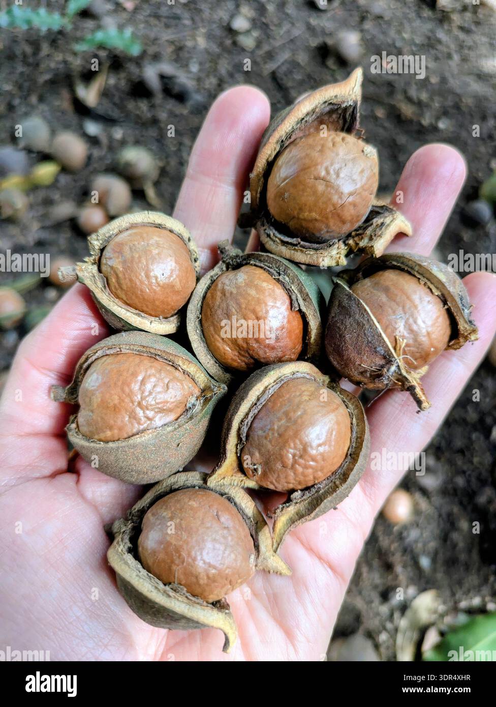 donne che tengono le noci di macadamia Foto Stock