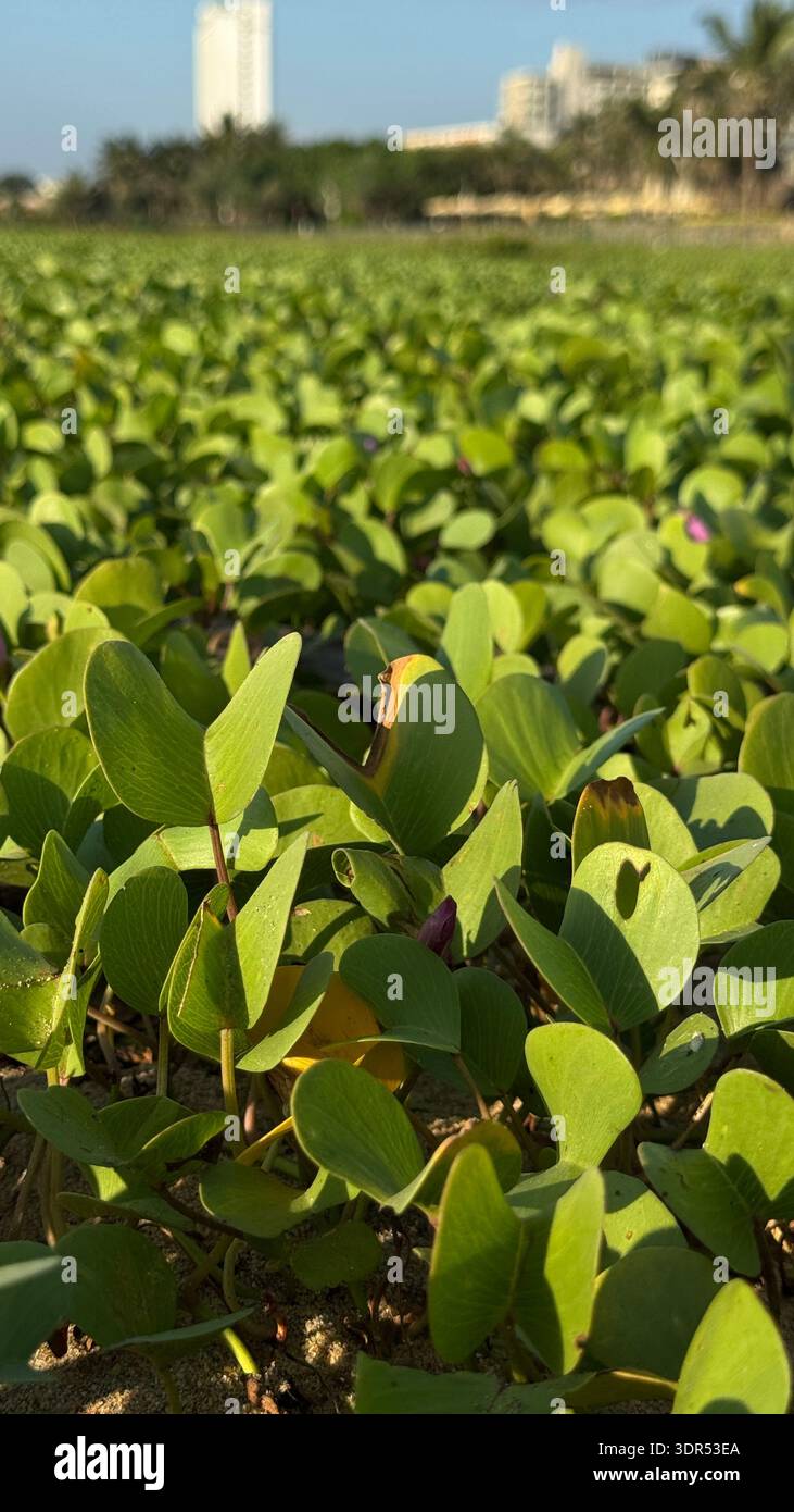 Micro consapevolezza della natura su una spiaggia tropicale con foglie di spinaci marini, atmosfera di benessere costiero, morbida vegetazione macro dorata, sostenibile Foto Stock