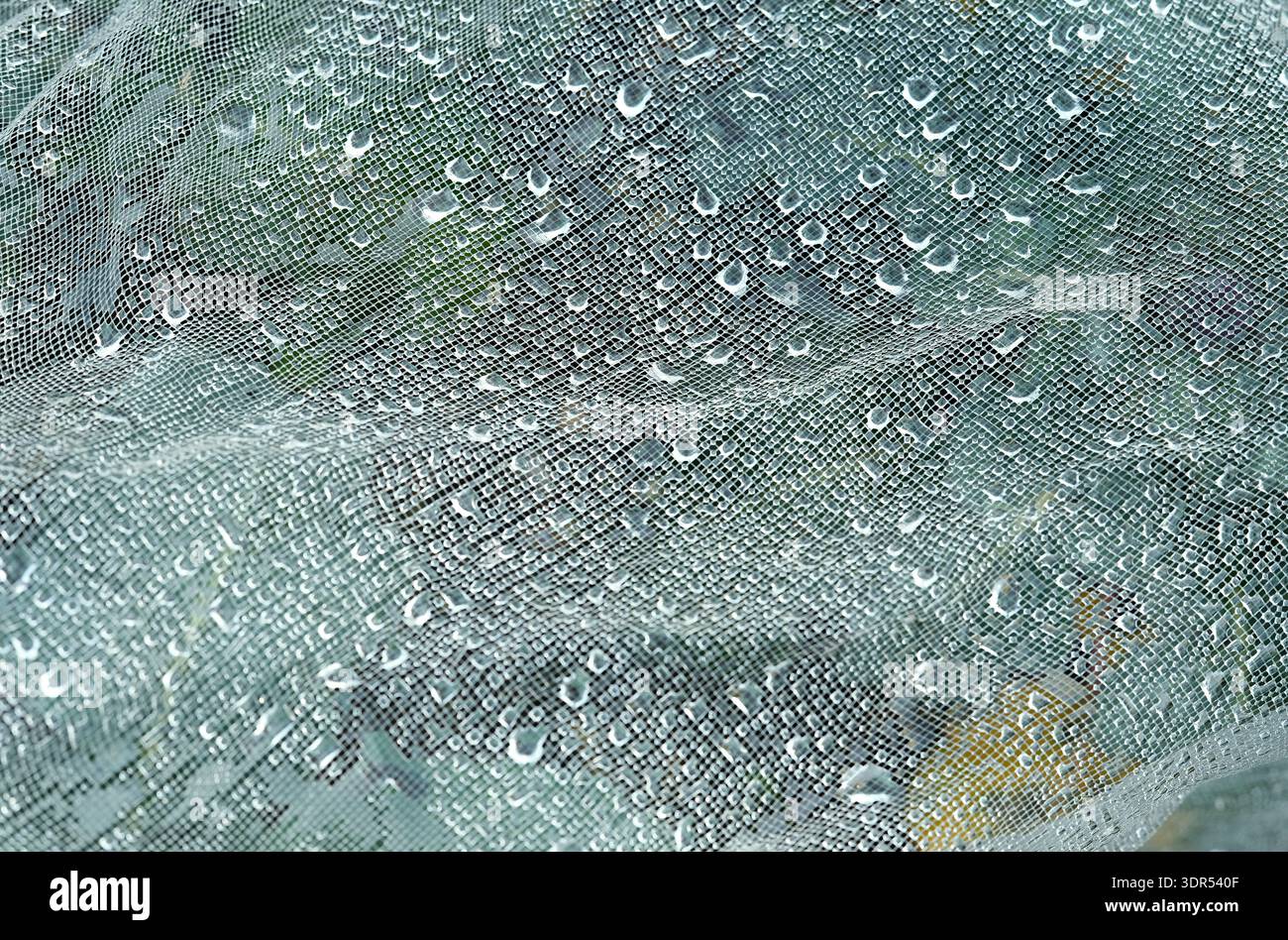 gocce di pioggia sulla rete di plastica per la protezione delle piante in giardino, norfolk, inghilterra Foto Stock