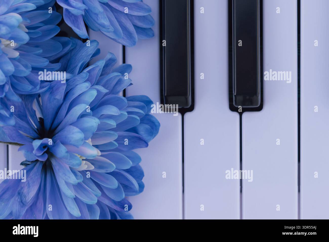 Composizione di delicati fiori blu sulla superficie lucida di uno strumento musicale Foto Stock