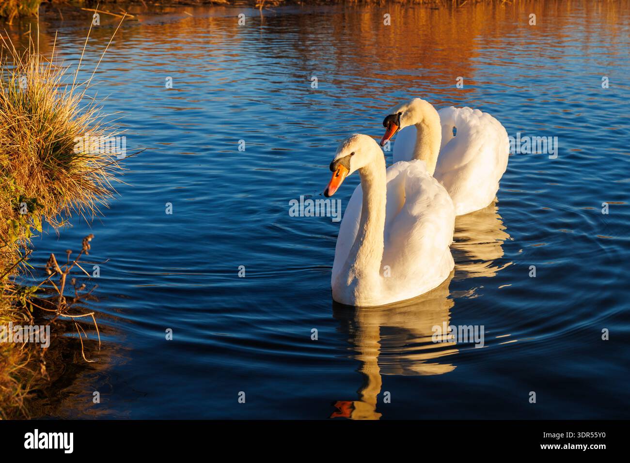 Un paio di cigni muti, Cygnus olor nuotano su un lago di Eastbourne, East Sussex, Regno Unito Foto Stock