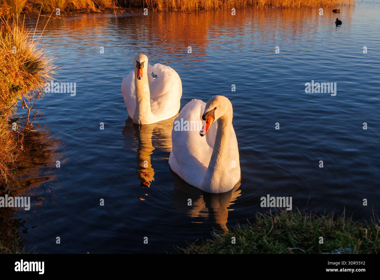 Un paio di cigni muti, Cygnus olor nuotano su un lago di Eastbourne, East Sussex, Regno Unito Foto Stock