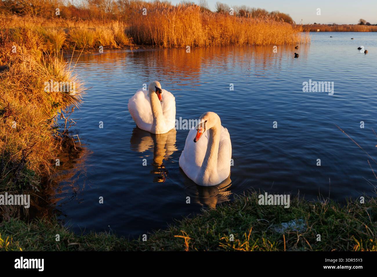 Un paio di cigni muti, Cygnus olor nuotano su un lago di Eastbourne, East Sussex, Regno Unito Foto Stock