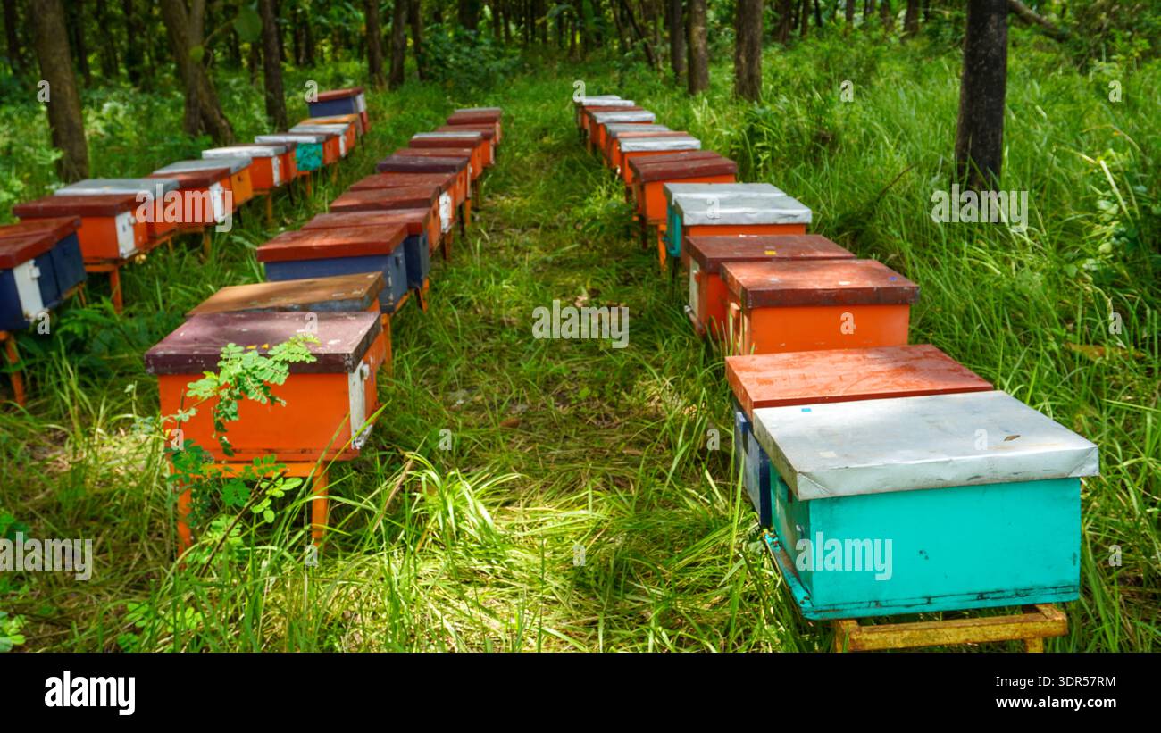 Allevamento di api mellifere utilizzando un gran numero di casse di legno collocate nella foresta o nel giardino sotto gli alberi. Un'ape del miele (anche scritto Honeybee) è un eusociale. Foto Stock