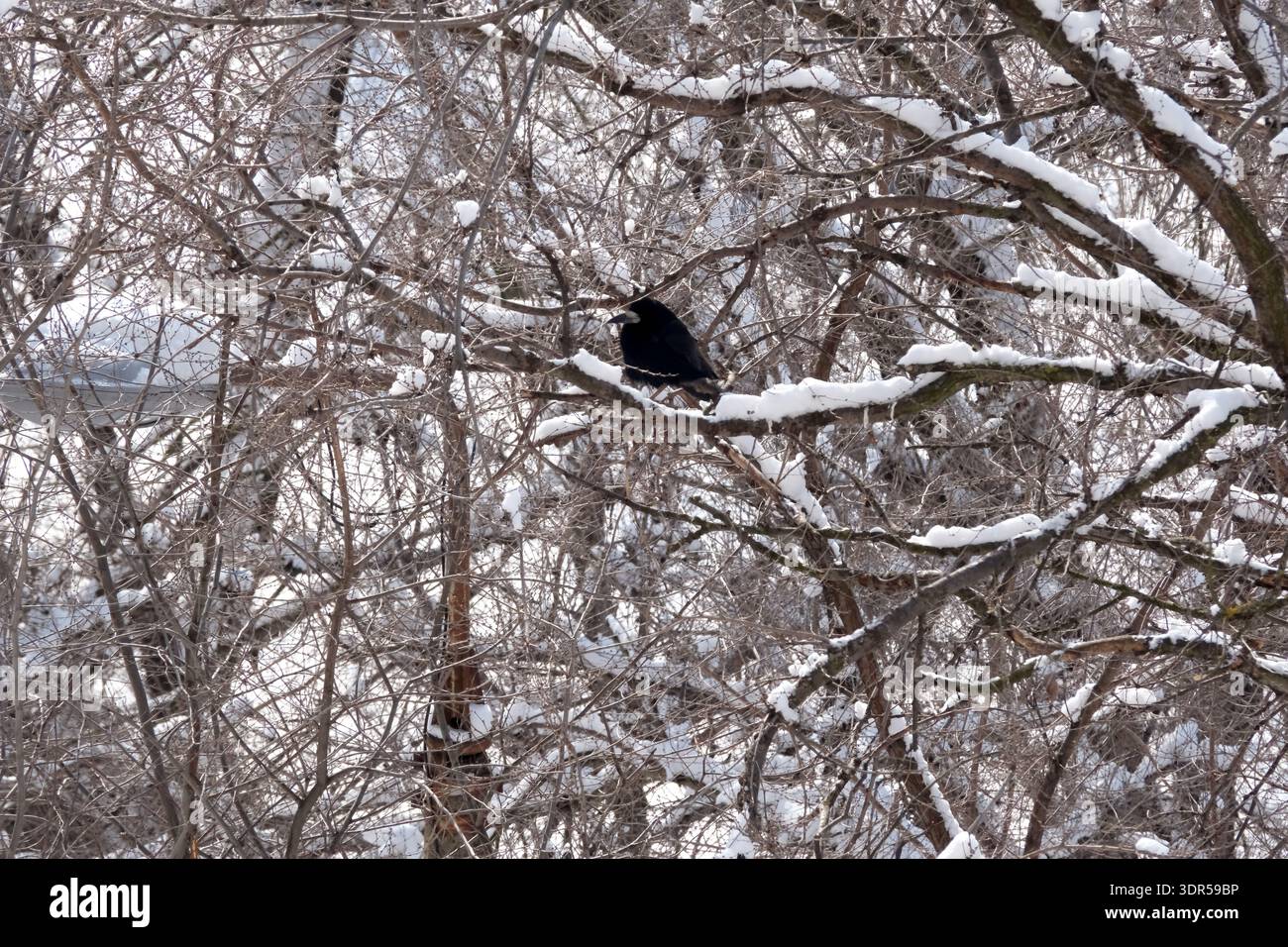 Un uccello nero solitario poggia tranquillamente su un ramo innevato tra alberi ghiacciati. Foto Stock