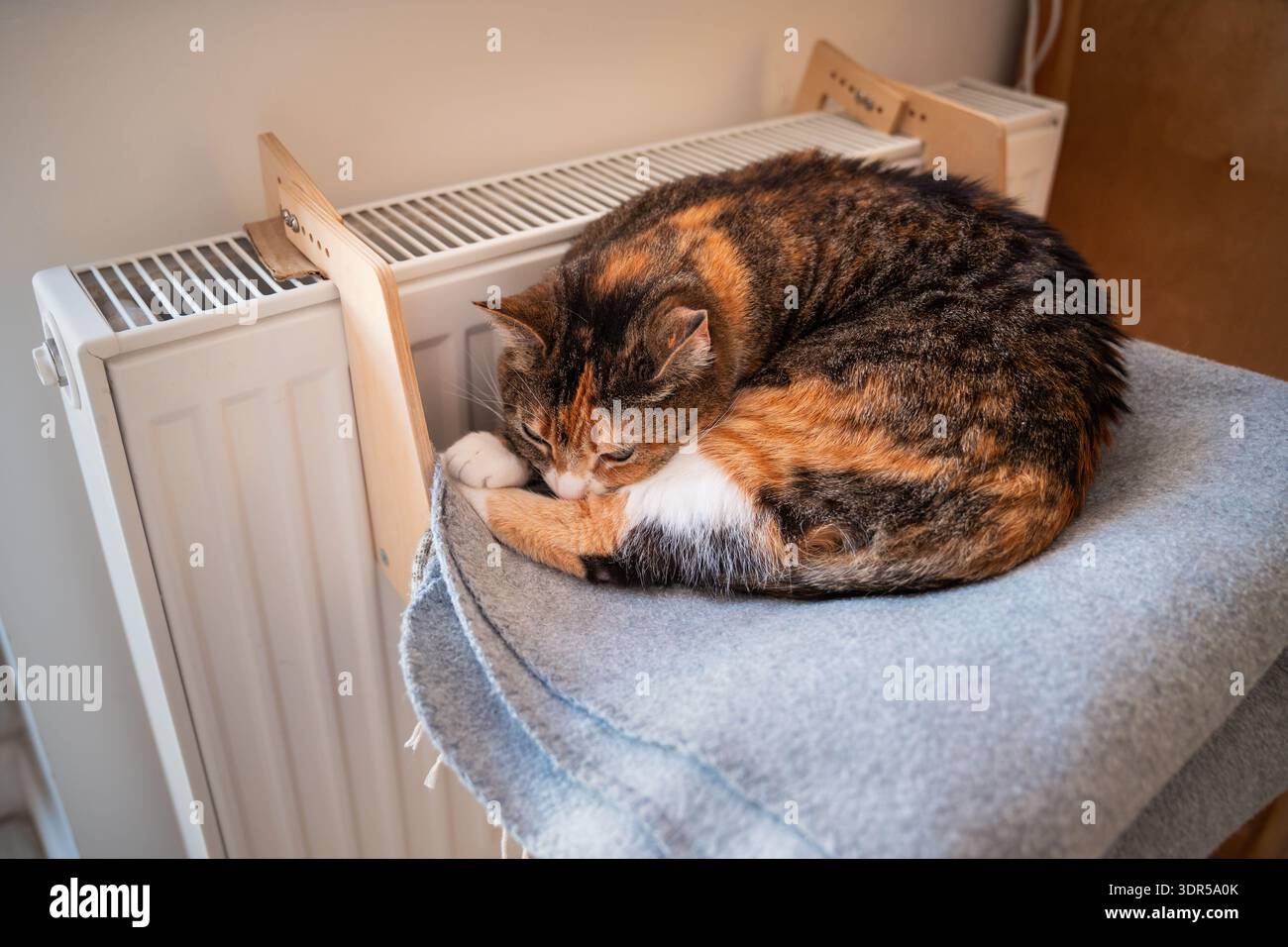 Gatto calico che si crogiola vicino al radiatore caldo su un comodo ripiano accogliente, gattino durante la stagione di riscaldamento in inverno Foto Stock