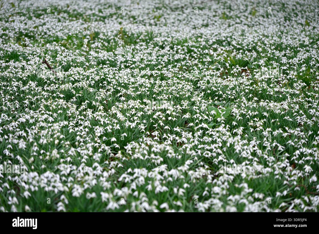 Fiori invernali bianchi di comuni gocce di neve, galanthus nivalis, nel giardino boschivo del Regno Unito a febbraio Foto Stock