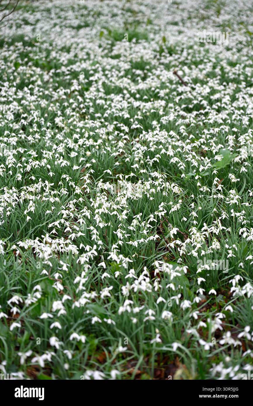 Fiori invernali bianchi di comuni gocce di neve, galanthus nivalis, nel giardino boschivo del Regno Unito a febbraio Foto Stock