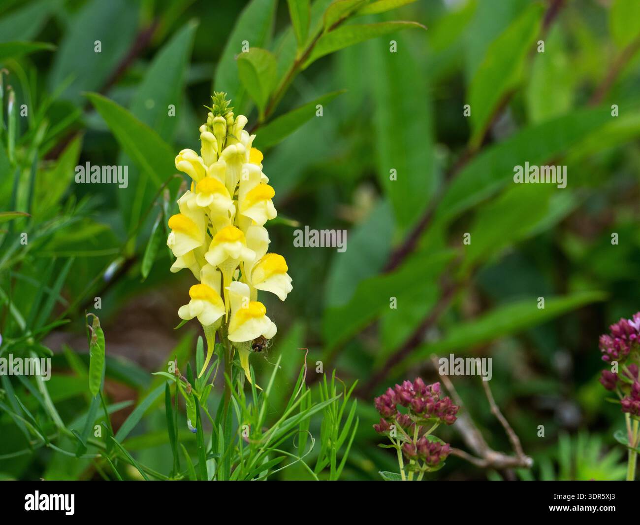 Common toadflax Linaria vulgaris King Barrow Quarry Nature Reserve, Dorset Wildlife Trust Reserve, Dorset, Inghilterra, Regno Unito, luglio 2021 Foto Stock