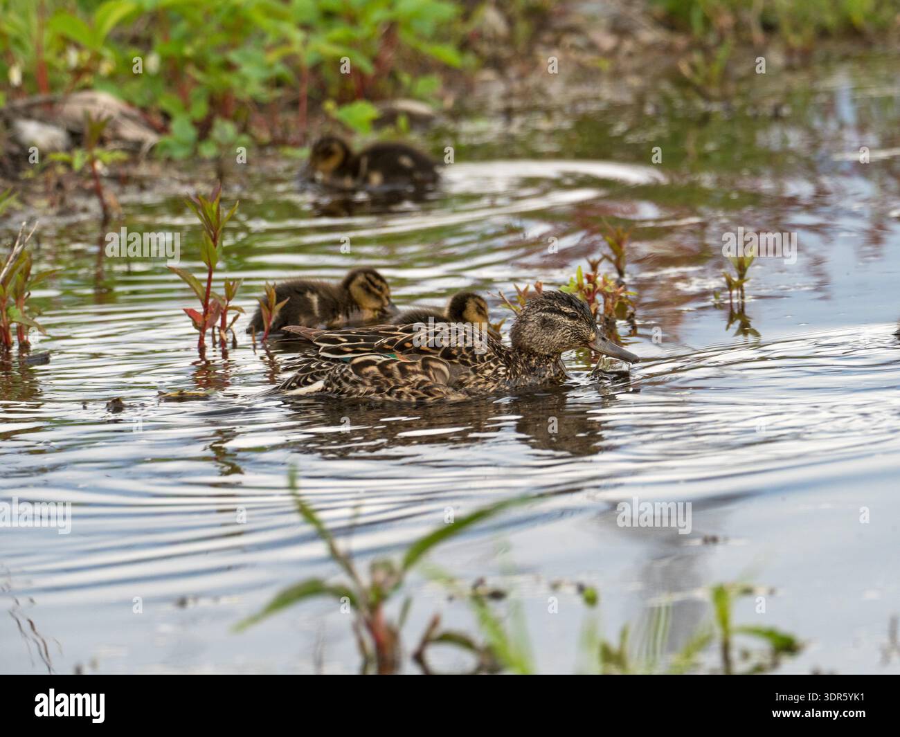Anas carolinensis femminile e anatroccoli alati verdi in una piccola piscina vicino al fiume Snake, vicino alla diga del lago Jackson, al Grand Teton National Park, Wyoming Foto Stock