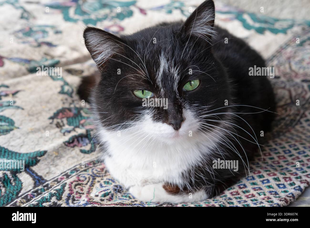 Gatto grigio adagiato sul divano esterno. Foto Stock