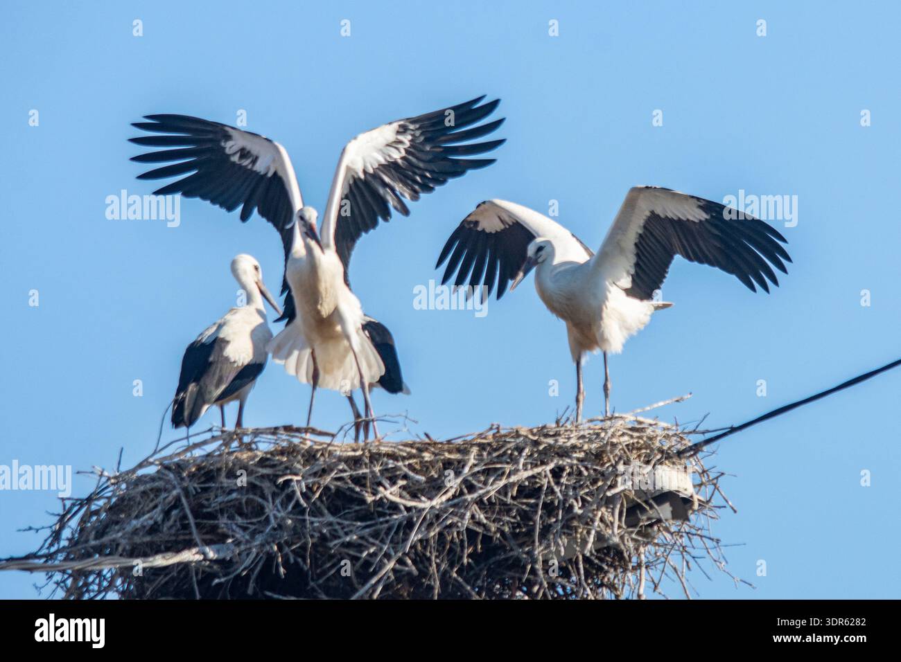 Prima che le giovani cicogne volino fuori dal nido, devono esercitarsi con le ali in modo da poter tornare. Foto Stock