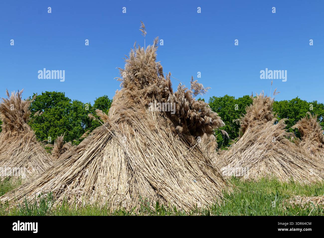 Grandi pile coniche di canne raccolte sono disposte in un campo sotto un cielo blu luminoso con lussureggianti alberi verdi che formano lo sfondo Foto Stock