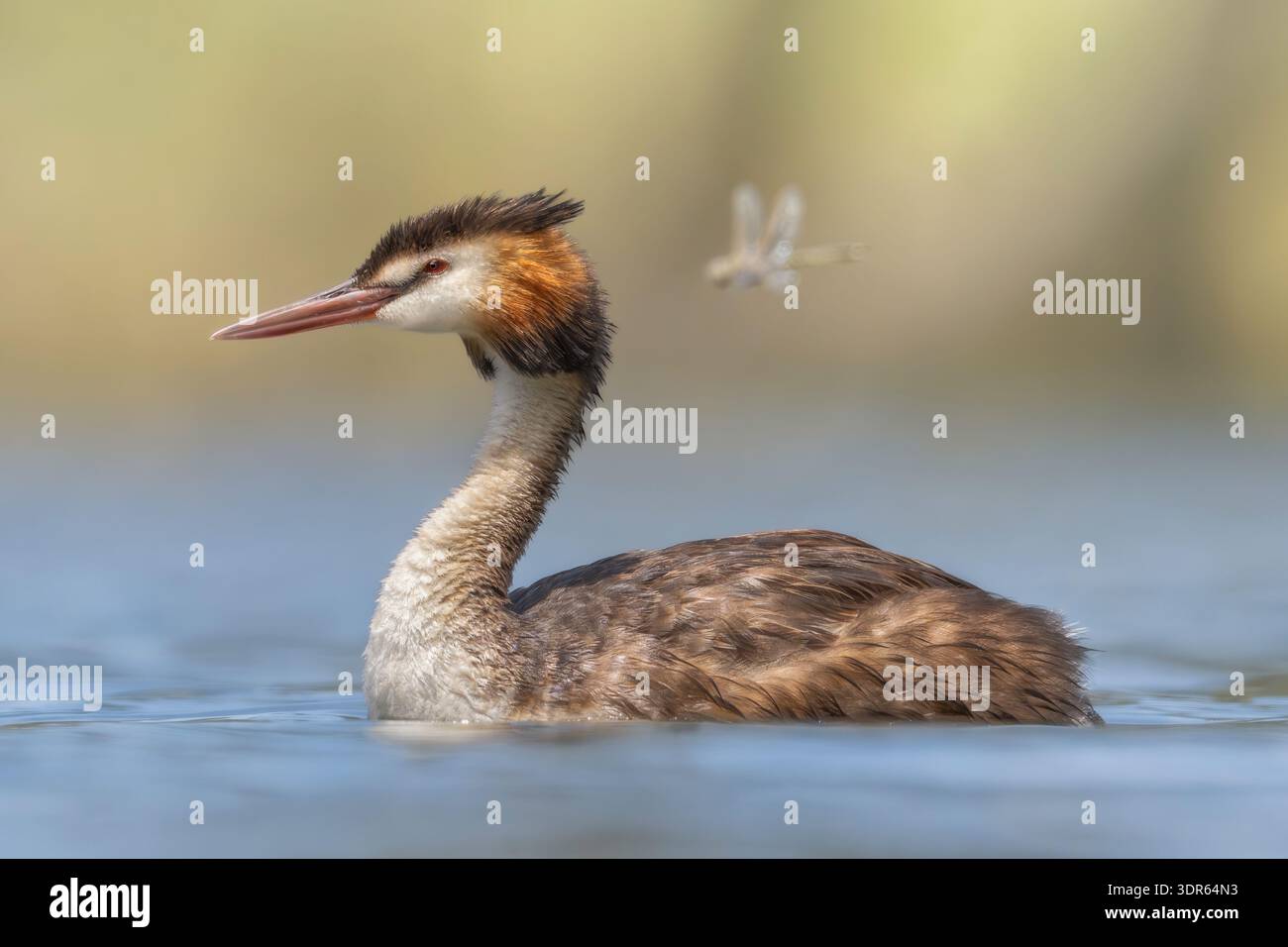 Vista ravvicinata di una grande cresta selvaggia (Podiceps Cristatus) che nuota attraverso un lago con una libellula che vola oltre, Australia Foto Stock