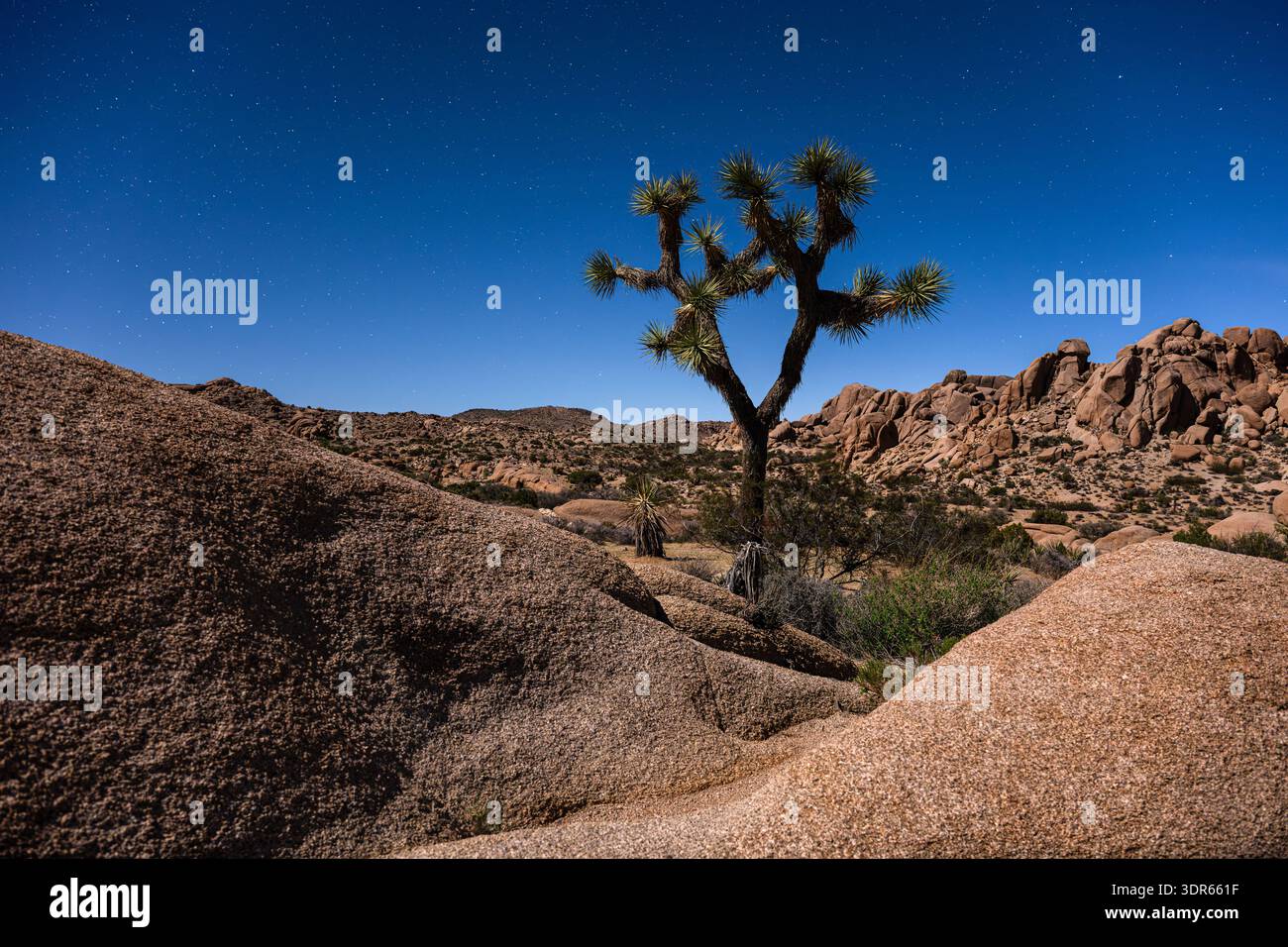 Via Lattea su un albero di Joshua solitario tra massi di granito, Joshua Tree National Park, California, USA Foto Stock
