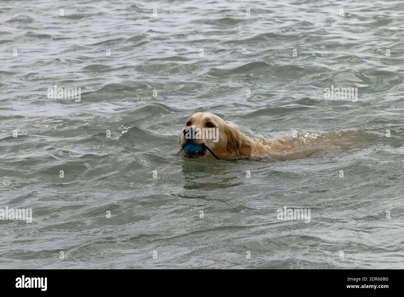 Un cane felice Golden retriever si gode una nuotata rinfrescante nell'acqua instabile, tenendo saldamente una palla blu nelle sue mascelle Foto Stock