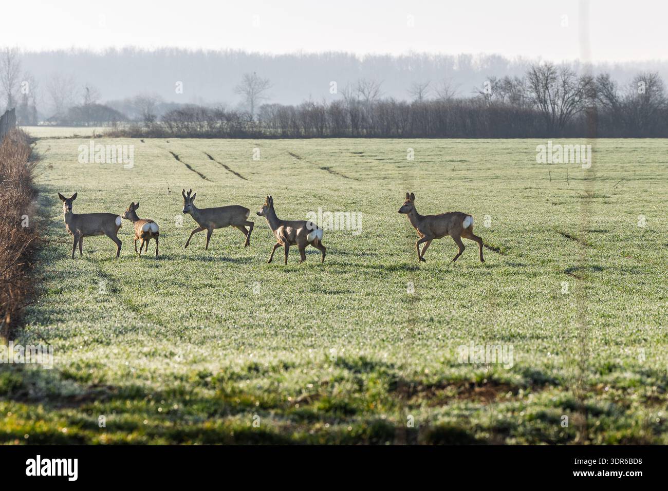 Un piccolo gruppo di caprioli cammina attraverso un campo verde ghiacciato alla luce del mattino presto, muovendosi con calma attraverso i terreni agricoli rurali con una morbida nebbia e lontano lui Foto Stock