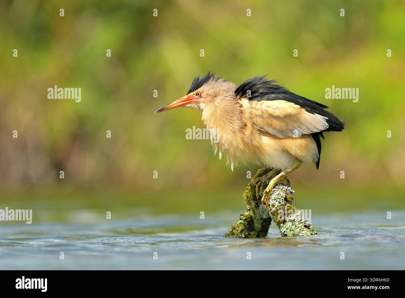 Piccolo ixobrychus amaro minutus acqua piovana di uccelli in laghetto paludoso uccelli costieri saltano giovani natura fauna selvatica carino e bellissimo animale Foto Stock