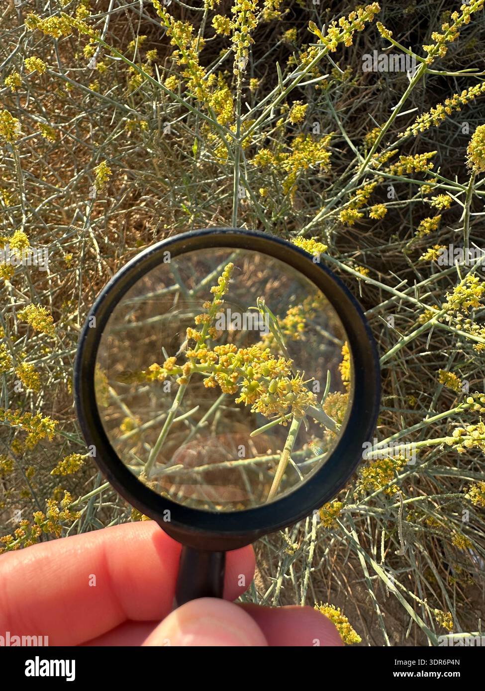 Utilizzo di una lente d'ingrandimento per identificare le specie di piante in fiore autoctorate di Wadi Degla, Cairo, Egitto Foto Stock