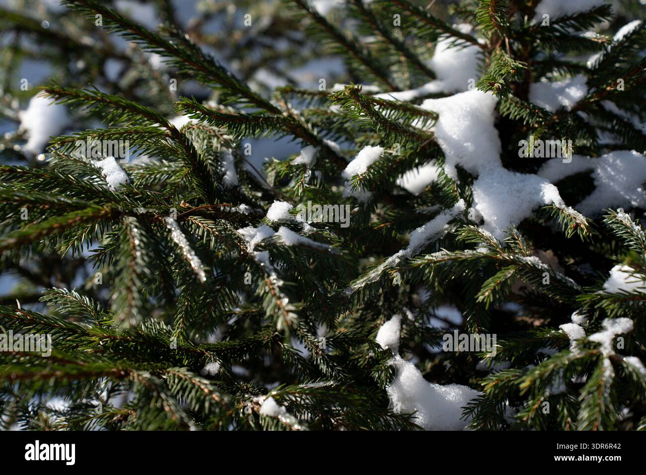 primo piano di rami di abete sempreverdi spolverati di neve alla luce del sole invernale, aghi verdi profondi ricoperti di neve bianca e scintillanti cristalli di ghiaccio, convi Foto Stock