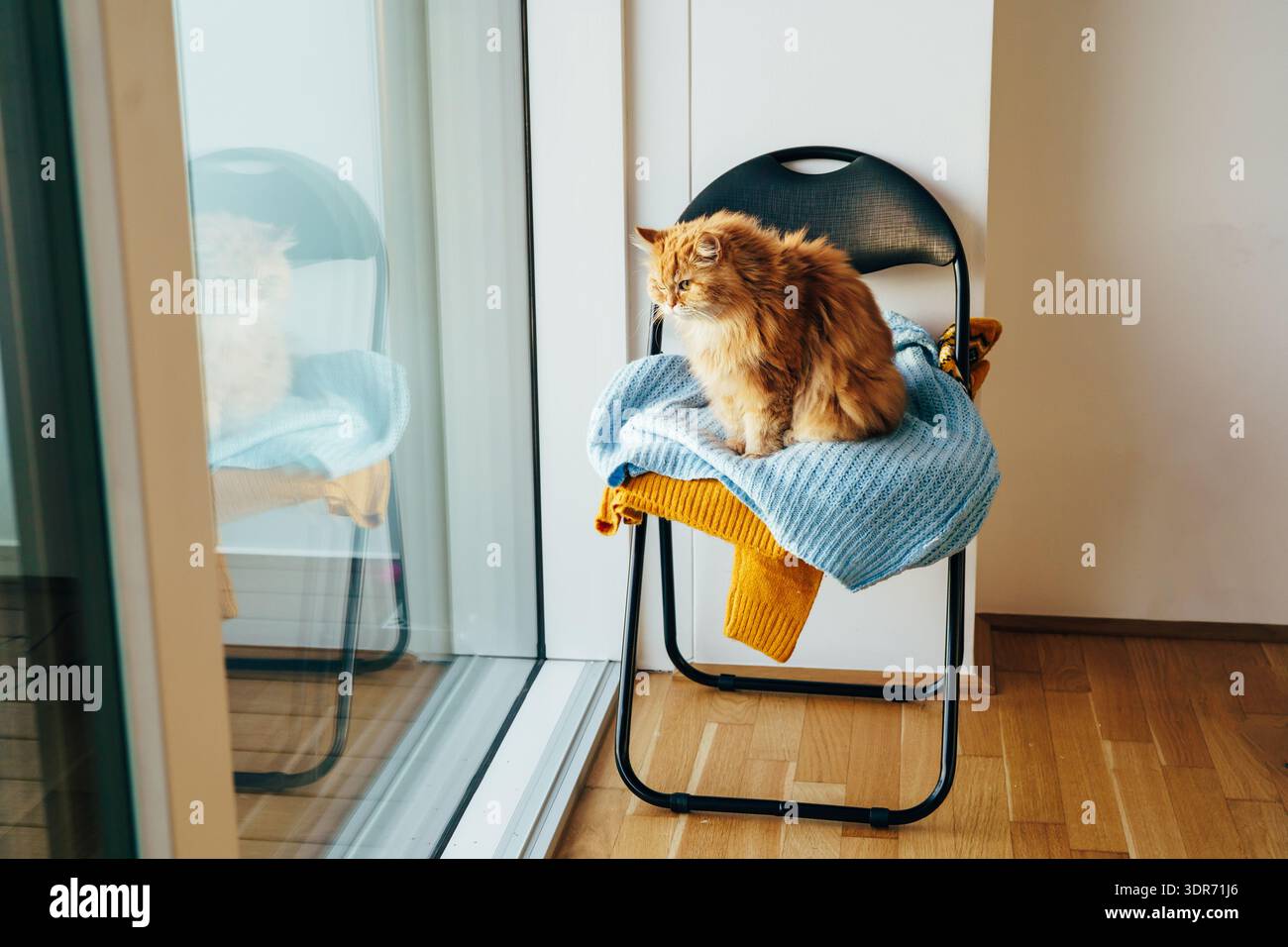 Gatto dello zenzero seduto sulla sedia accanto alla finestra alla luce del mattino Foto Stock