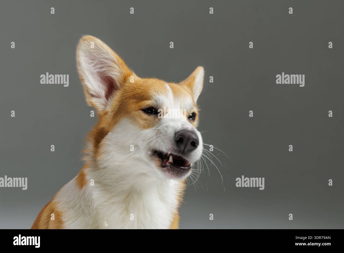 Cane Corgi che mostra una divertente espressione facciale arrabbiata nel primo piano dello studio. Ideale per campagne di umorismo, branding per animali domestici, pubblicità e social media co Foto Stock